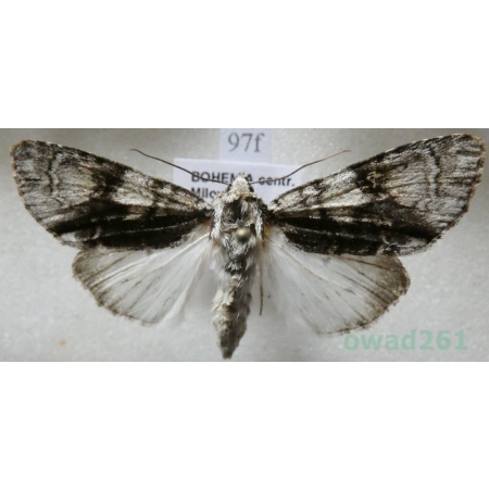 Acronicta alni (Linnaeus, 1767) Wieczernica olszówka Czech97f